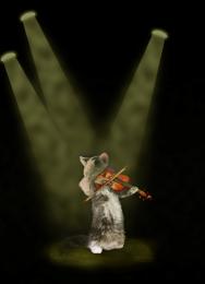 Violin cat